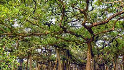 Calcutta High Court dismisses petition against felling of trees in Maidan area for metro construction