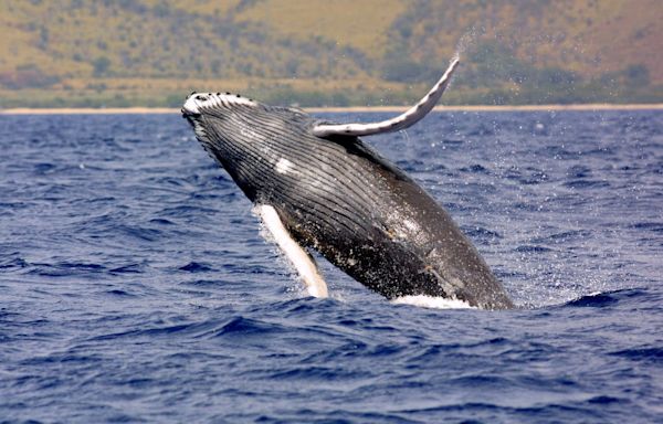 Researchers look for answers after humpback whale washes ashore on Block Island