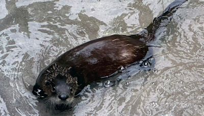 Yellow River Wildlife Sanctuary welcomes a new river otter enclosure