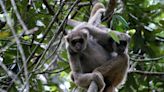 Cuatro datos pocos conocidos sobre el primate más grande de América
