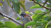 Alto Calima: la nueva área protegida para las aves de Colombia | Blogs El Espectador