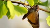 Why moths might be more efficient pollinators than bees and butterflies