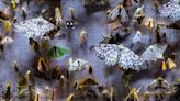 ‘Nocturnes’ Review: A Hypnotic Documentary About Moths Unfolds to Reveal Climate Change Concerns As Well