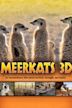 Meerkats 3D