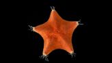 The sea star's whole body is a head