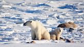 Report predicts Hudson Bay polar bears could disappear in a few decades