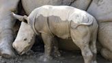 White rhino calf born at San Diego Zoo Safari Park