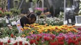 Un pueblo mexicano cultiva 200.000 macetas de tulipanes de 50 variedades para San Valentín