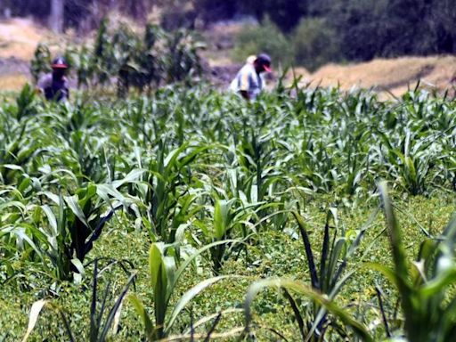 Costos de insumos desploman producción comercial del campo en Q. Roo