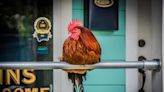Laurel woman guilty of animal cruelty in killing Ocean Springs legend 'Carl the Rooster'