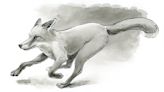 How to draw a fox using Indian ink