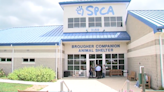 Helping find forever homes at the York County SPCA