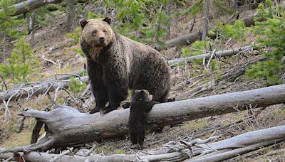 Bear charges visitor in Casey Meadows area of Helena-Lewis and Clark National Forest