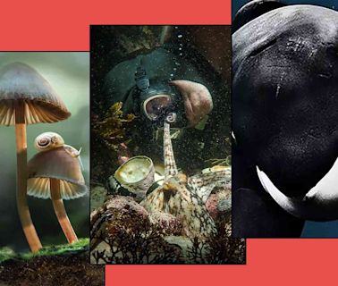 The 10 best nature documentaries and docuseries on Netflix in July 2024