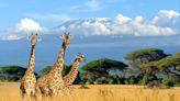 We’ve Learned Why Giraffes Stick Their Necks Out – And It’s Not For Sex