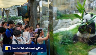 Hongkongers wish to see baby pandas born in city, tourism chief tells Beijing