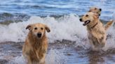 Broughty Ferry dogs: Is the beach exclusion zone working?