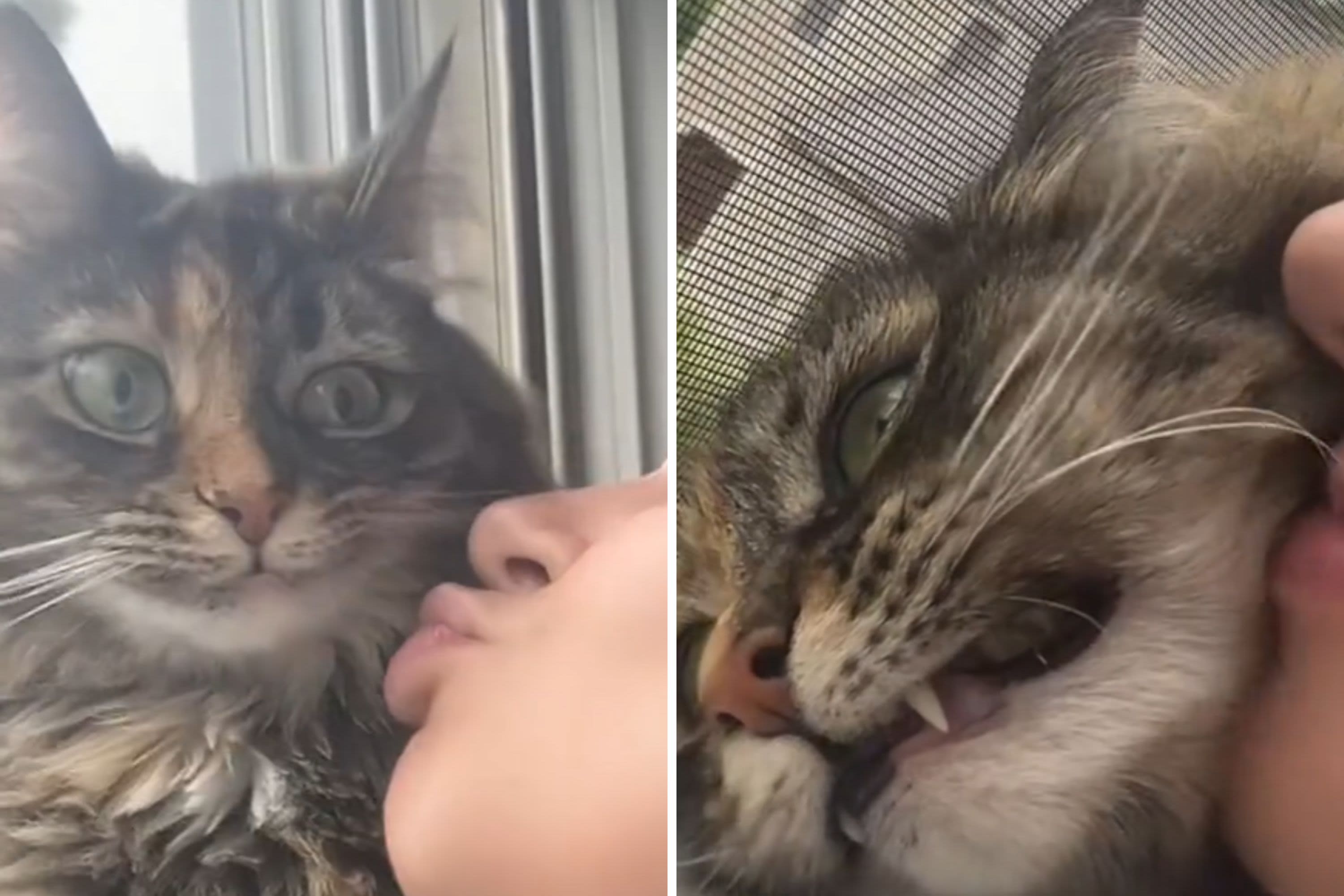 Watch cat's disgusted reaction to owner trying to kiss her: "So humbling"