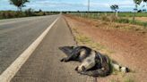 How roads are reshaping and scarring our planet, and even changing animals’ DNA