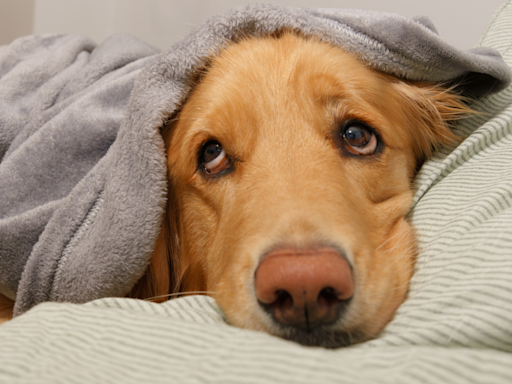 Golden Retriever Starts His Bedroom Routine at 5pm and People Are Feeling Him