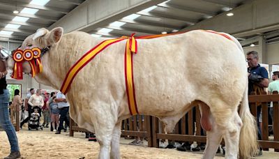 Los toros de Colmenar Viejo arrasan en la mayor feria agropecuaria de España