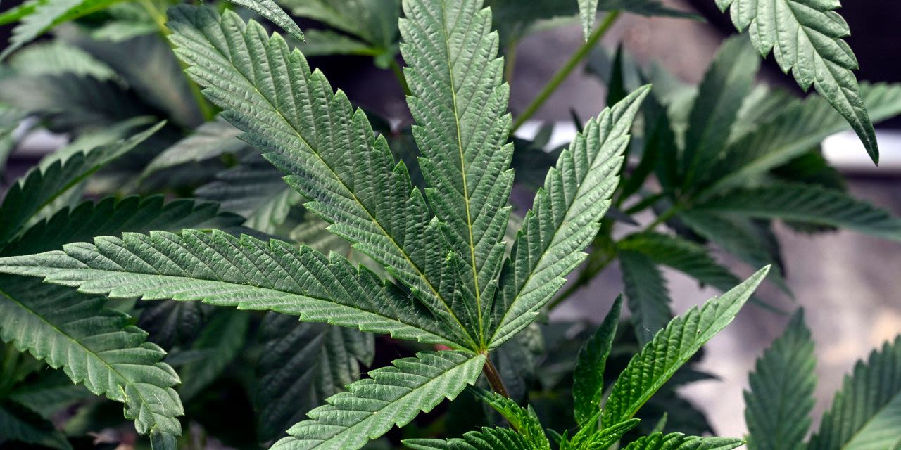 Declassifying Cannabis Still Leaves Pot Stocks in Limbo