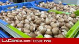 Productores de champiñón lamentan la "falta de sensibilidad" del Gobierno de Castilla-La Mancha con el sector