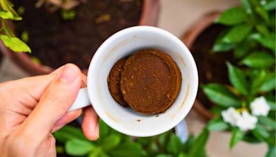 Tomatoes grow bigger and bountiful fruit when fed a natural homemade fertiliser