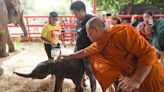 Rare twin elephants in Thailand receive monks’ blessings a week after tumultuous birth