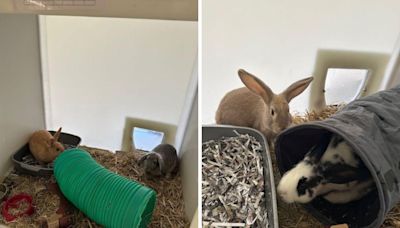 'I dread to think what may have happened': Young rabbits dumped in dirty hutches