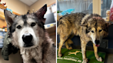 Malamute surrendered to shelter after sibling attack looks for forever home