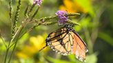 Help butterflies, bees and other pollinators during Pollinator Week