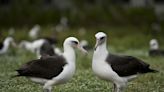 World's Oldest-Known Bird, 72, Is Courting a New Mate After Disappearance of Long-Time Partner