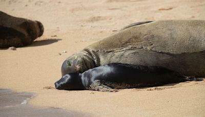 Monk seal mom Kaiwi and pup nursing at Kaimana Beach