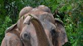 Dalip, elefante del Zoo Miami, muere a los 56 años