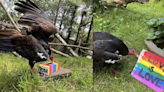 Buttonwood Park Zoo faces backlash over a Pride post involving its turkey vultures.
