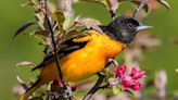 Prep some oranges! Interactive Baltimore oriole migration tracker map shows they're close