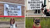 Pups at polling stations - meet the pets helping their owners to vote