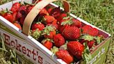 Eckert’s Farm opens strawberry season with Pick-Your-Own event