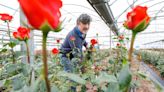Joaquim Pons, el último productor de rosas de Sant Jordi catalanas: "No es económicamente factible"