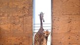 Who's new at the Abilene Zoo? Baby giraffe joins the herd