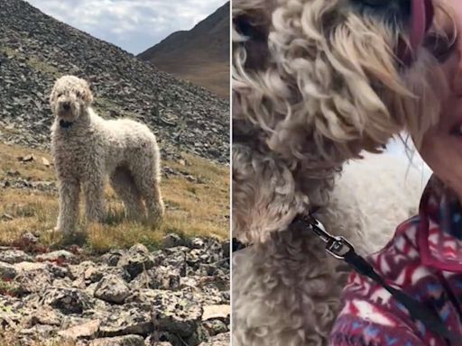 Woman's Mom Killed in Jeep Accident as Dog Runs Off into Mountains. 17 Days Later, She's Told He's Alive (Exclusive)