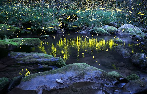 How to see synchronous fireflies in Great Smoky Mountains: 2024 lottery, dates announced