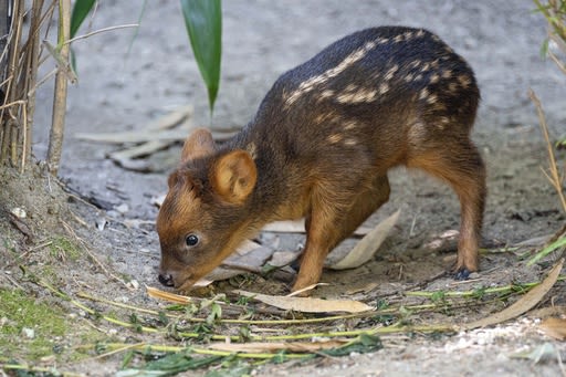 Tiny South American deer debuts at New York City zoo - The Morning Sun