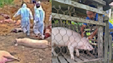 African Swine Fever kills 5,430 pigs in Mizoram - The Shillong Times