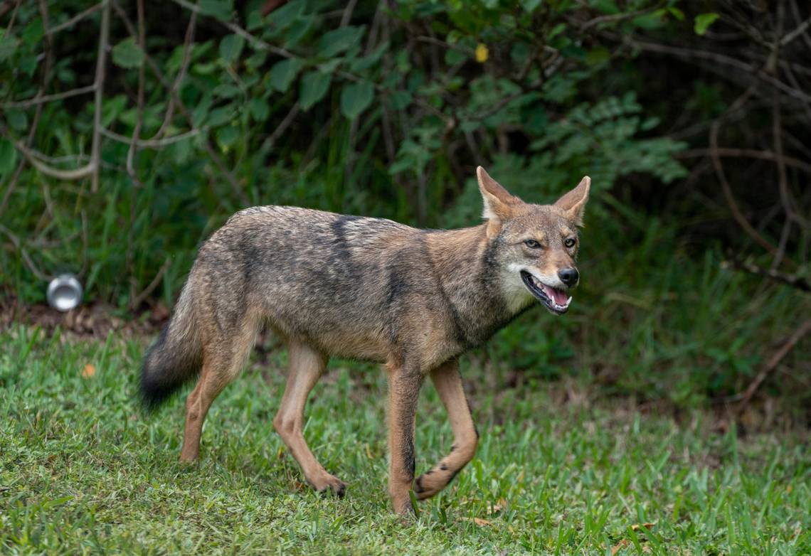 In Texas, is it legal to kill a coyote that has attacked a pet or chickens? What to know