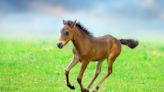 Spicy Dwarf Horse's Non-Stop Zoomies Are a Surge of Seratonin