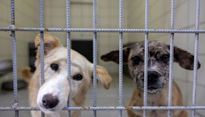 Turkey presents bill to get stray dogs off the streets