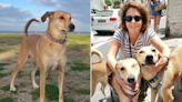 Tel Aviv Local Reunites with Dog 40 Days After Pet Went Missing During Israel-Hamas War (Exclusive)
