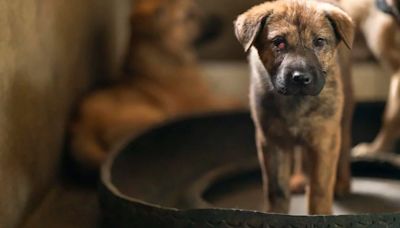 25 perros están en riesgo de quedar en la calle: su cuidador murió y pondrán el albergue en venta